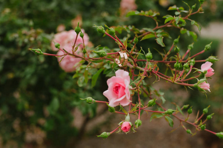 美丽鲜艳的花朵玫瑰种植在花园里