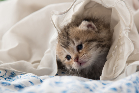 在毯子里的可爱小猫