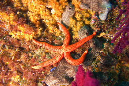 水下摄影的海星，Echinaster sepositus