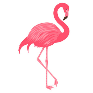 粉红色火烈鸟的矢量插图。孤立的白色背景。异国情调的热带鸟