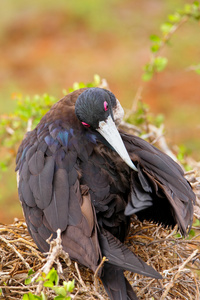 女性华丽只军舰在西摩岛北部 Galapago