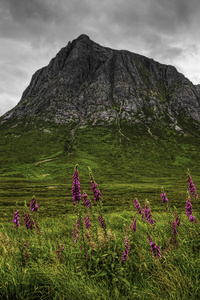 垂直于 Glen Coe，苏格兰与野花
