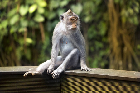 一只猴子的肖像照片