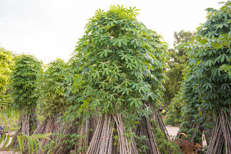 在字段中的木薯树照片