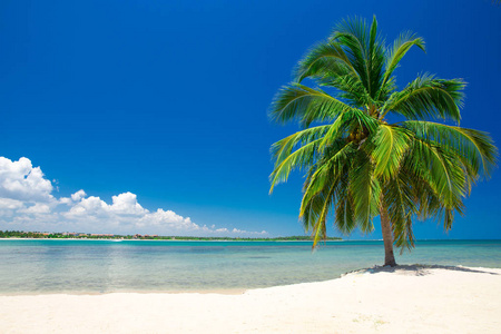 热带海滩和棕榈树