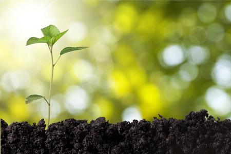 新生命的成长照片