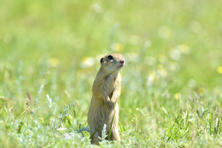 gopher 的性质照片