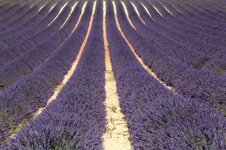 在 Valensole，法国的薰衣草花田