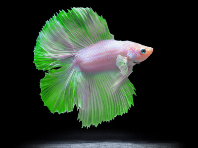 半个月亮神仙鱼暹罗斗鱼上黑色,斗鱼照片