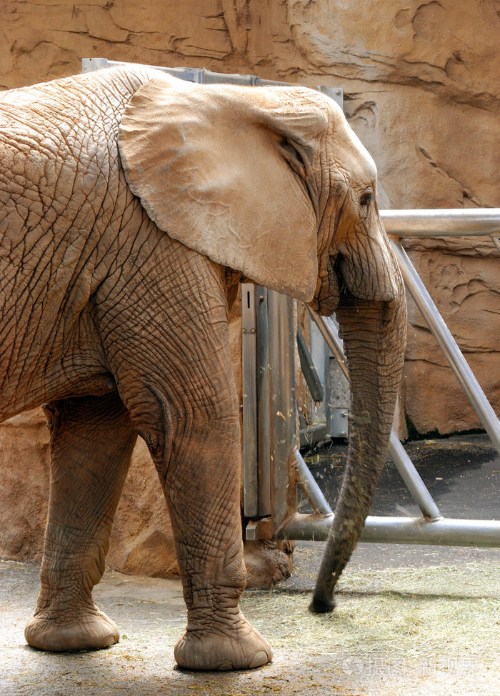 在动物园里的大象照片-正版商用图片0edgdb-摄图新视界