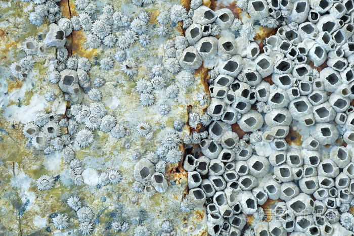 死藤壶在一块岩石上