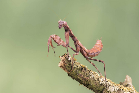 印尼绿色印尼双盾螳螂,被隔绝反对柔和的绿色背景.