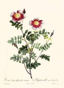 罗莎 pimpinellifolia 复古插画