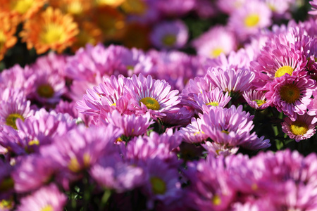 紫菊鲜花的早晨