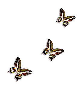 昆虫是孤立在白色背景上的蝴蝶