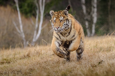 在追捕西伯利亚虎,从正面看,奔跑在温特追捕猎物照片