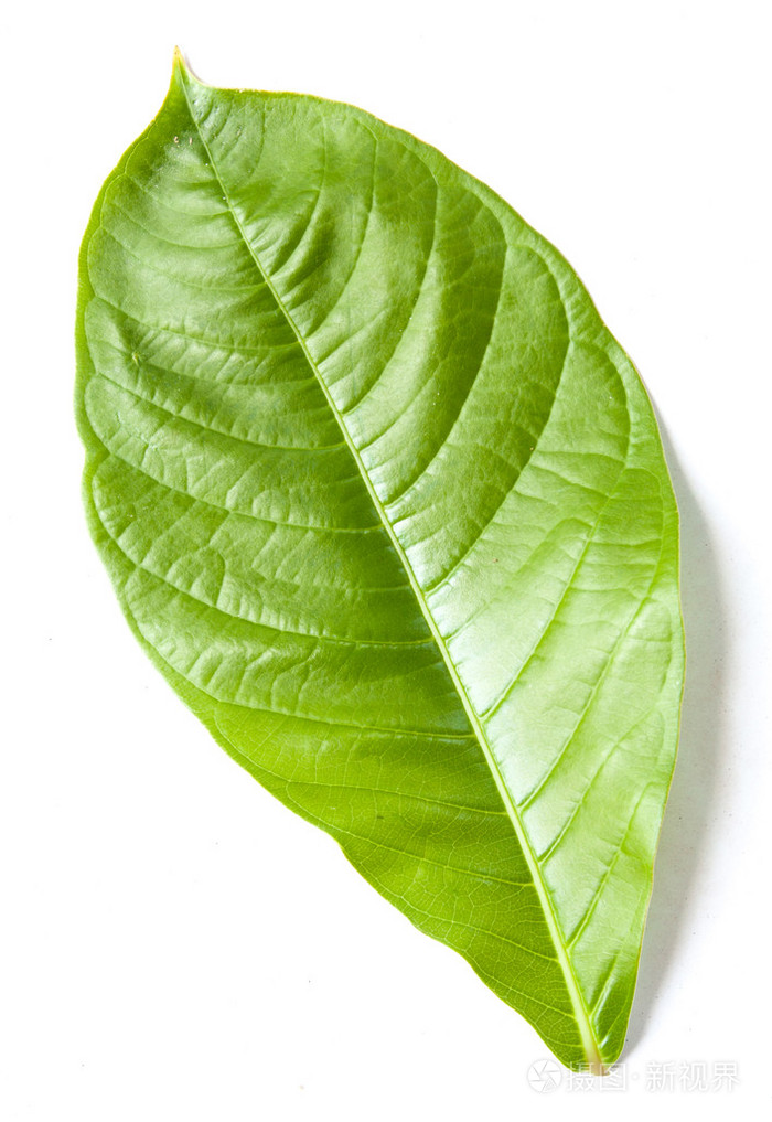 辣椒叶孤立
