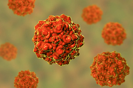 猪细小病毒图照片