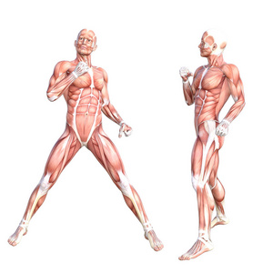 生物科学 3d 图概念性解剖健康去皮人体肌肉系统集.