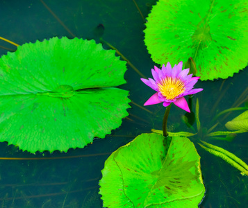 与绿叶粉红色莲花