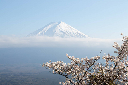 用樱花盛开的作为前景色为背景的日本富士山