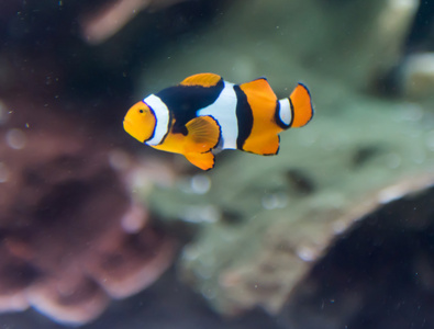 在一家水族馆的鱼