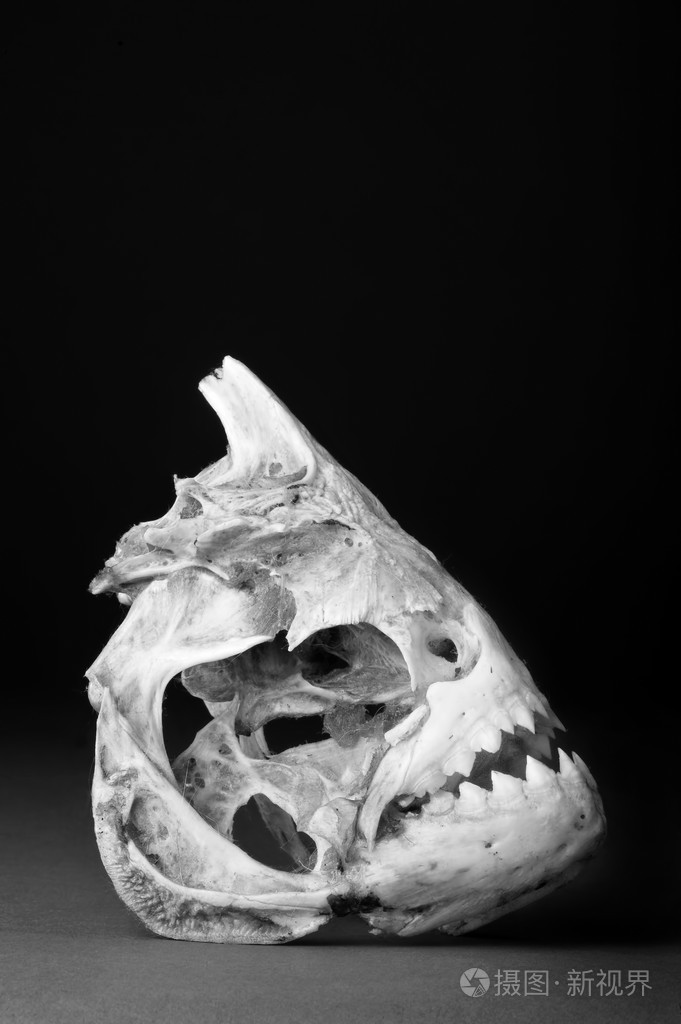 真正的食人鱼骨架