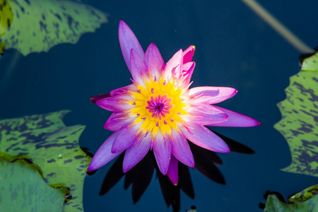 紫色睡莲或莲花朵鲜花，盛开在池塘上