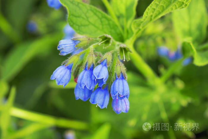 在6 月的紫草科植物高加索照片 正版商用图片0edzk0 摄图新视界