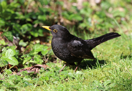 雄性黑鸟寻找食物