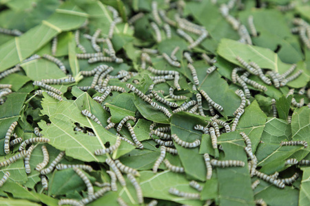 蚕吃桑叶绿色叶照片