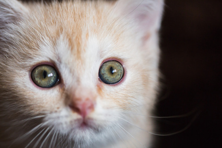 刚出生的小猫在柳条篮子里