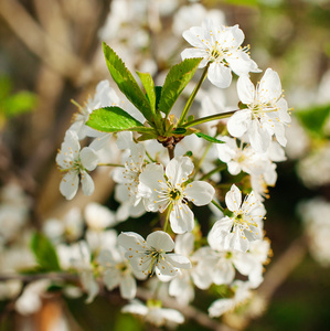 白色的樱花 Bunches