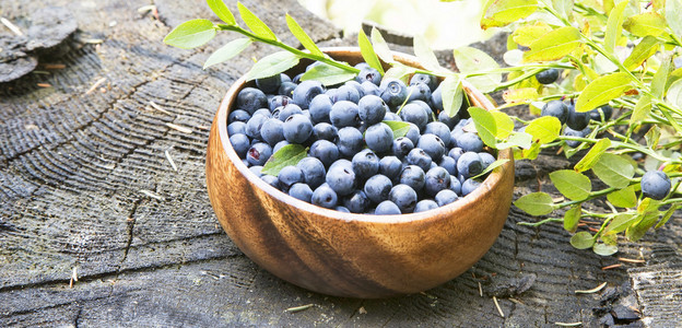 蓝莓在林夏天光