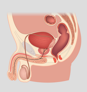 男性的生殖器官.矢量图照片