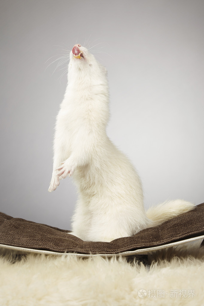 住在工作室的白鼬