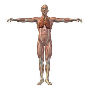 概念概念 3d 人类的人结构与内部器官, 消化道, 和循环系统孤立在白色