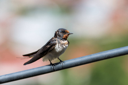 notiochelidon cyanoleuca一只小燕子在铁丝上休息-下面,低角度两只小