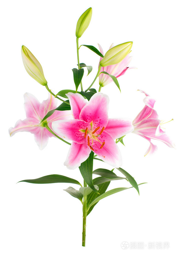 花束优美的东方百合花孤立一系列的照片