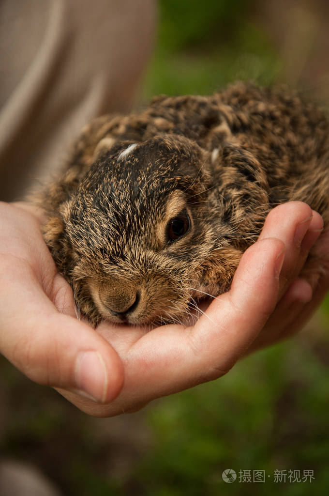 一只小兔子在一个孩子的手中