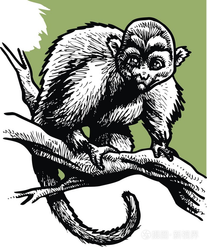 在黑色和白色的野生猴子