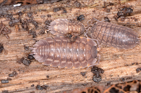 常见的潮虫图片