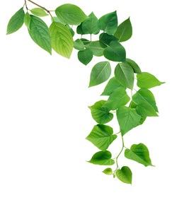 绿色的树叶,用纸卡边框多彩秋天的树叶被隔绝在白色边框框架绿色的