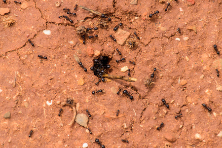 黑蚂蚁在地上