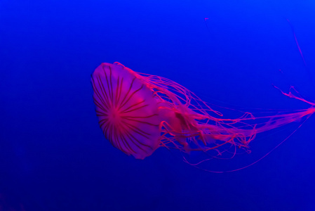 在一家水族馆的鱼