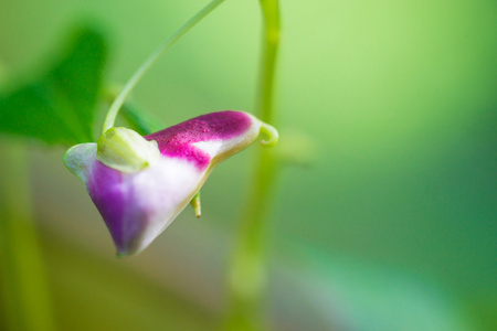 鹦鹉花清道野生动物保护区图片