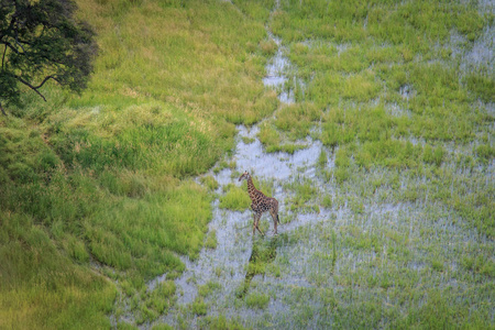 在水中的一只长颈鹿的航拍照片
