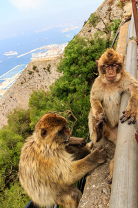 猴子在直布罗陀