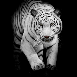 白老虎跳上黑色背景孤立