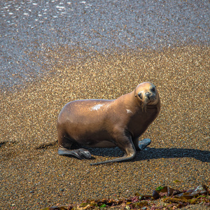 太平有象殖民地的海狮和象海豹在太平洋亚洲旅游协会瓦尔德斯半岛照片